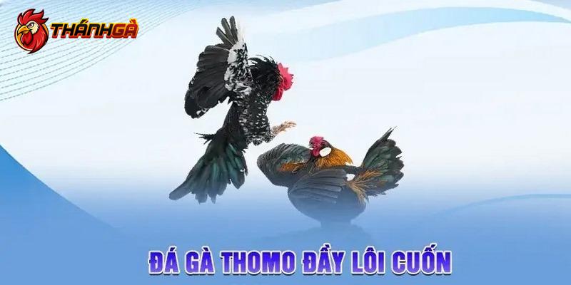 Thông tin sơ lược về hình thức giải trí đá gà Thomo