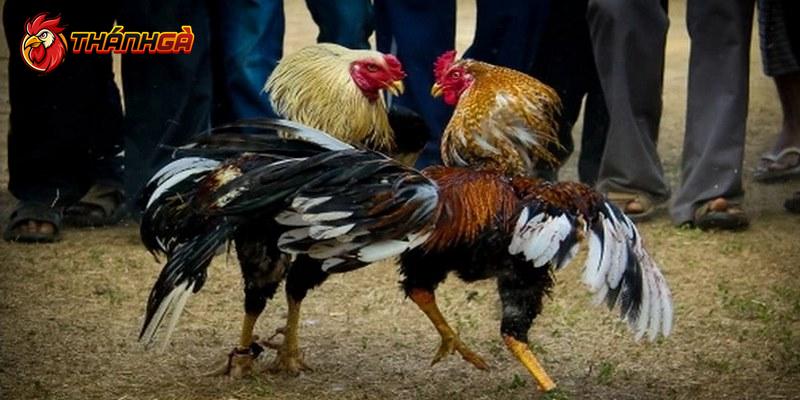 Kết quả được xác định dựa trên nhiều yếu tố khác nhau trong trận